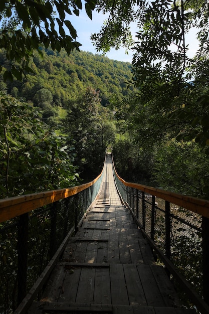 写真 森の木の間にある歩道橋