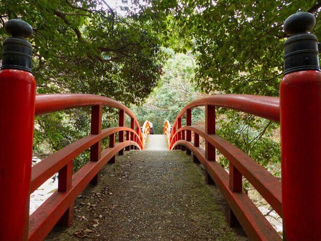 Footbridge amidst trees and plants