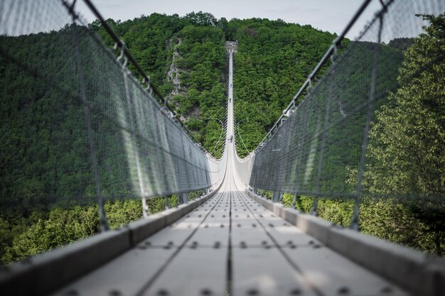 樹木の中の歩道橋