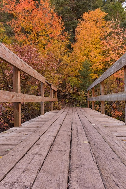 Photo footbridge in forest during autumn