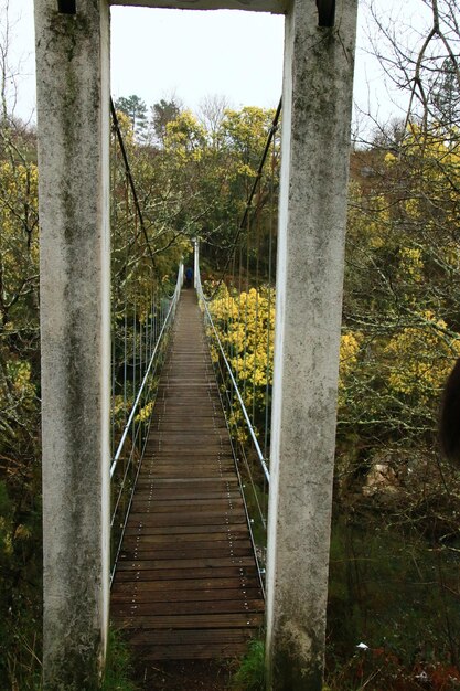 Foto ponte pedonale nella foresta