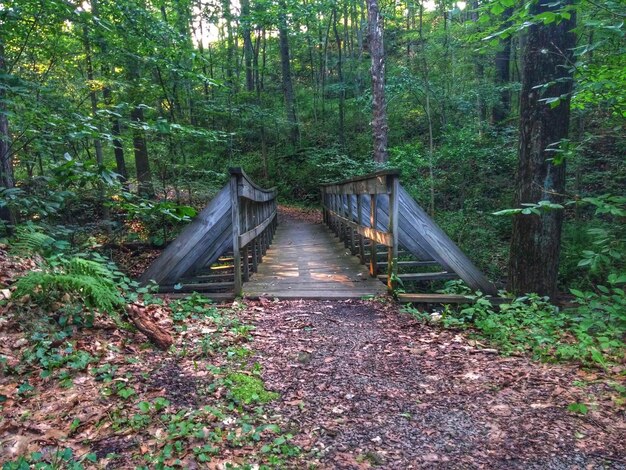 Photo footbridge in forest