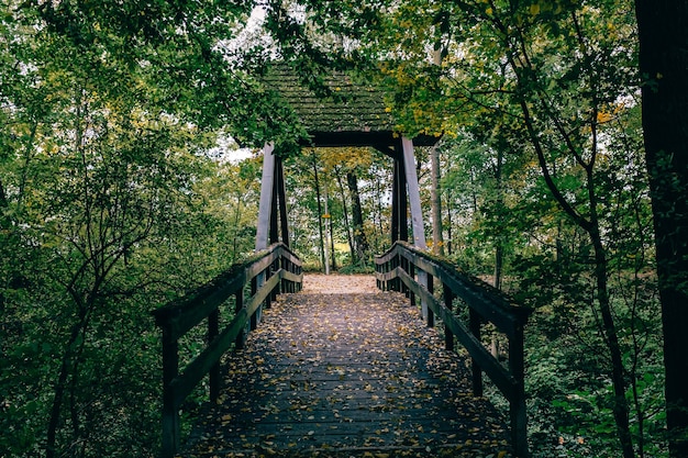 Footbridge in forest