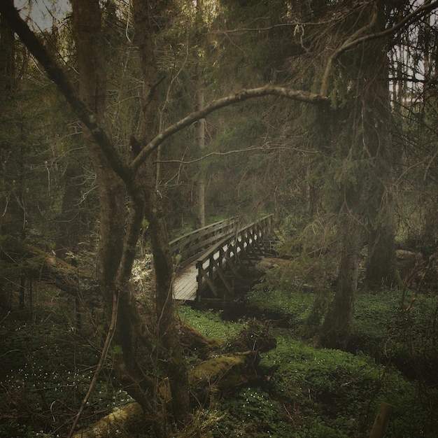 Photo footbridge in forest