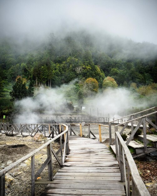 写真 霧の天気下の木の上の歩道橋