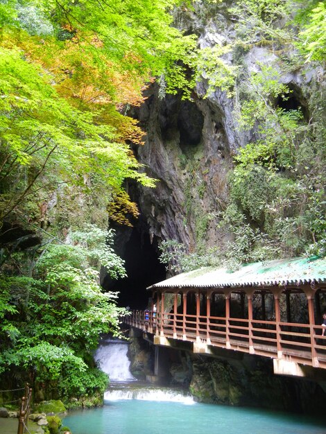 Footbridge over river amidst trees in forest