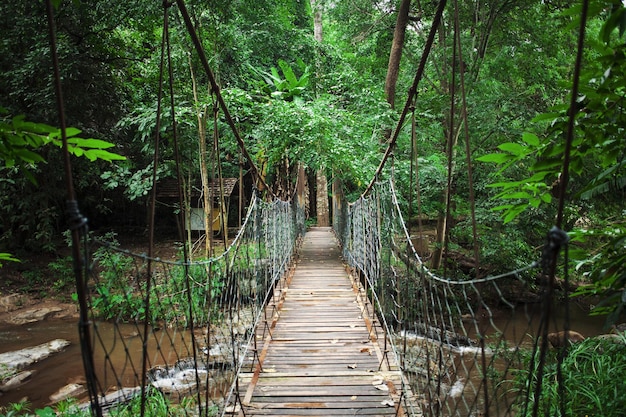 footbridge over river by trees in forest