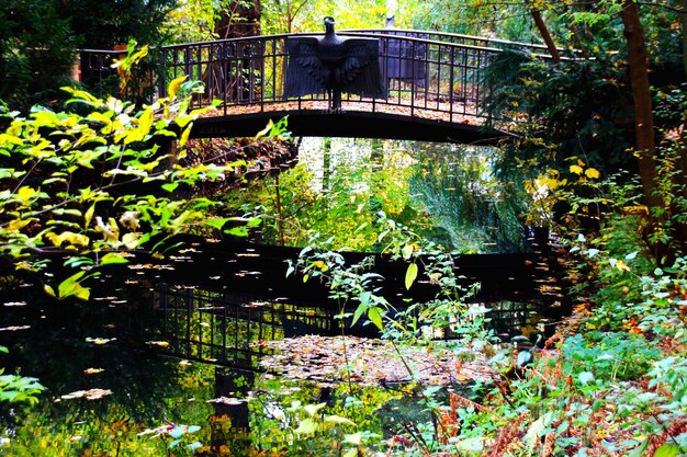 Photo footbridge over river during autumn