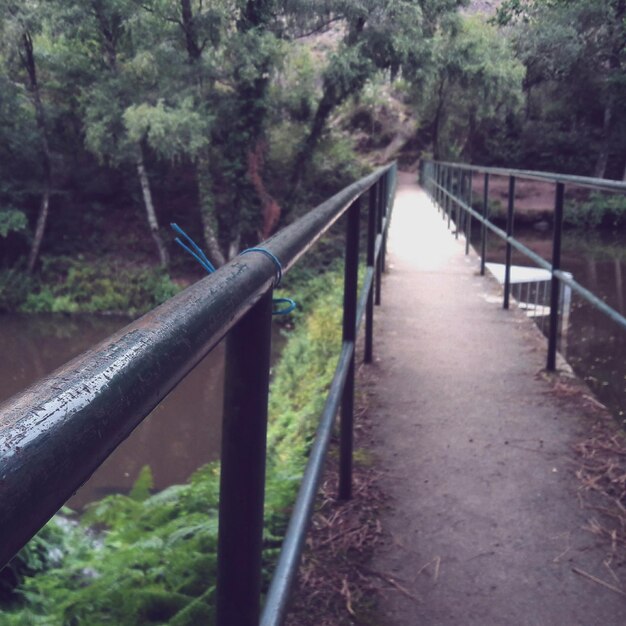 Foto ponte pedonale sul fiume a forest