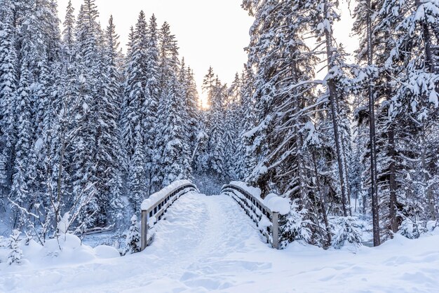 Passerella su toby creek vicino a invermere nel parco nazionale di kootenay british columbia canada