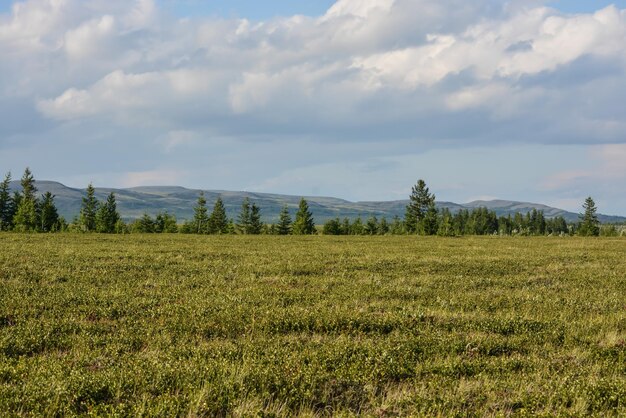 Предгорная тундра