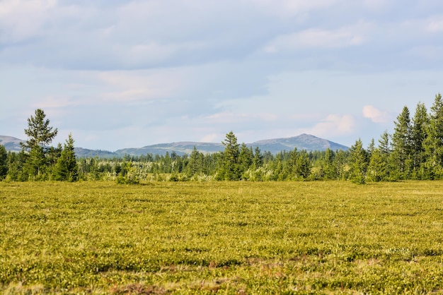 Предгорная тундра