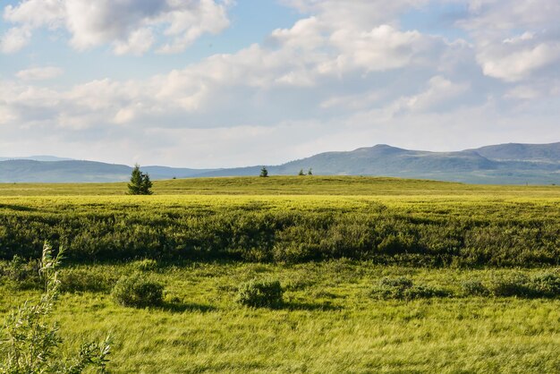 Предгорная тундра