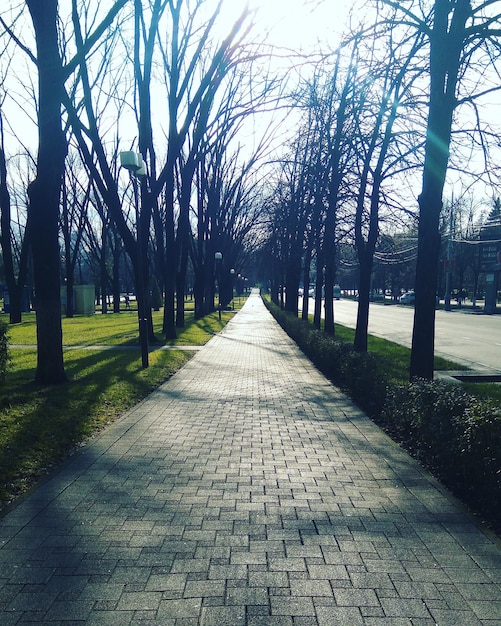 Footpath along trees in park