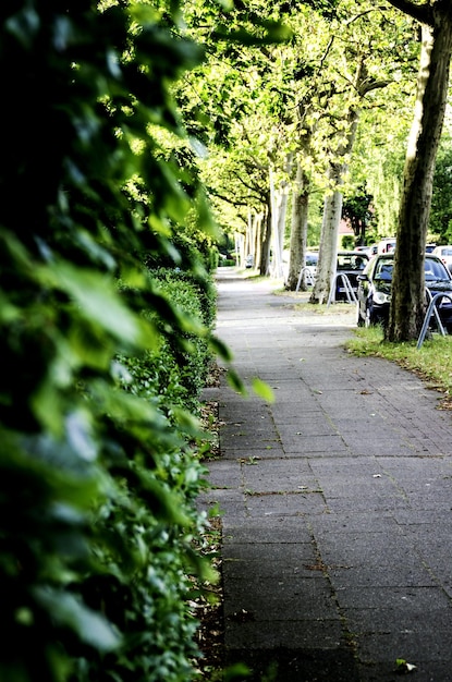 Photo footpath along trees