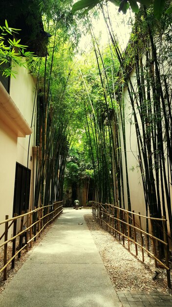 footpath amidst bamboo plants and buildings in park