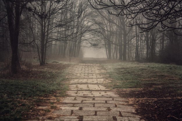 Photo footpath amidst bare trees in forest