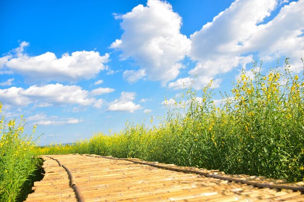 写真 空に照らされた野原の中の歩道