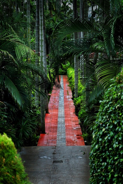 Foto un sentiero tra le palme della foresta