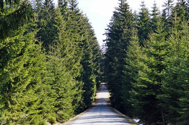 Foto un sentiero tra i pini della foresta