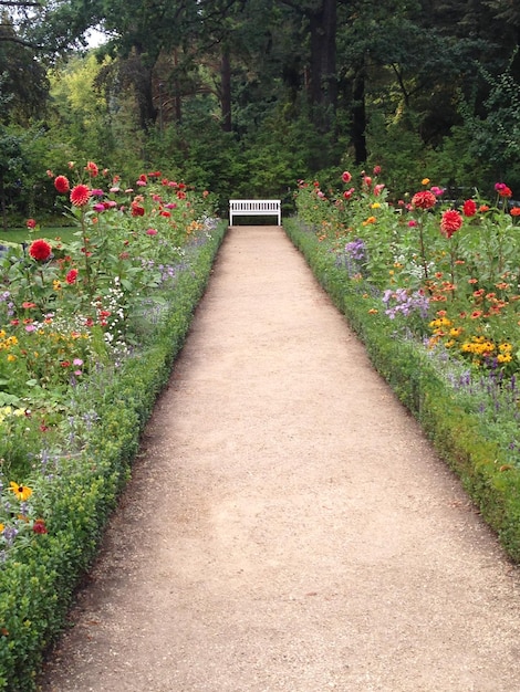 Photo footpath amidst plants in garden