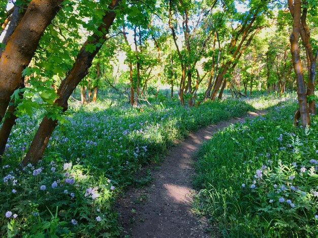 Footpath amidst plants and trees in forest