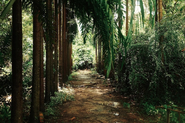 footpath amidst tree in forest