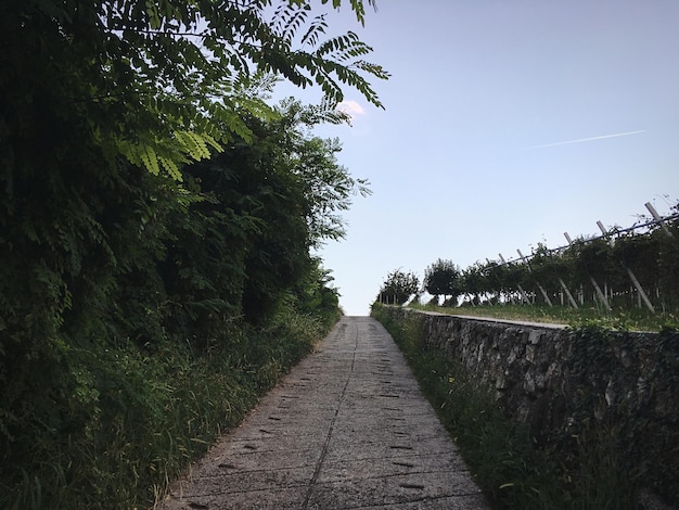 澄んだ空に照らされた木々の中の歩道