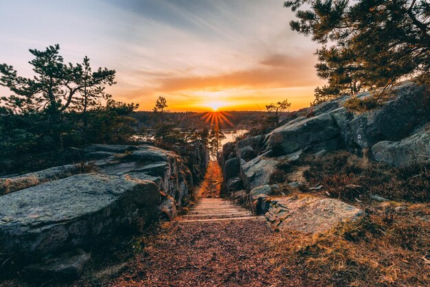 Footpath amidst trees against sky during sunset