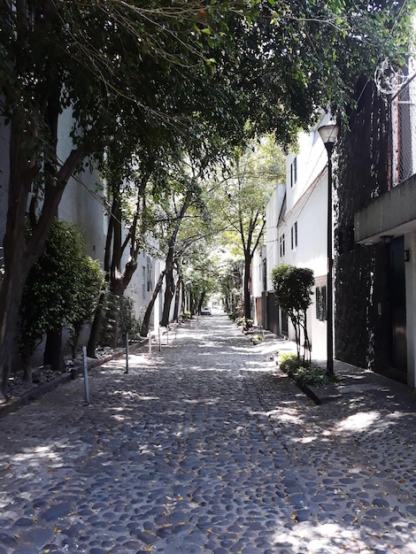 都市の木や建物の中の歩道