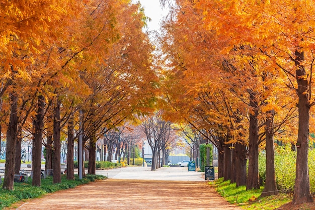 Photo footpath amidst trees during autumn