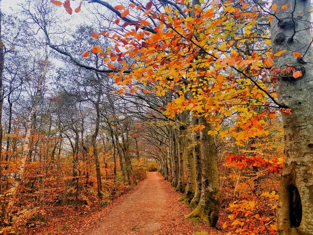 Foto cammino tra gli alberi durante l'autunno