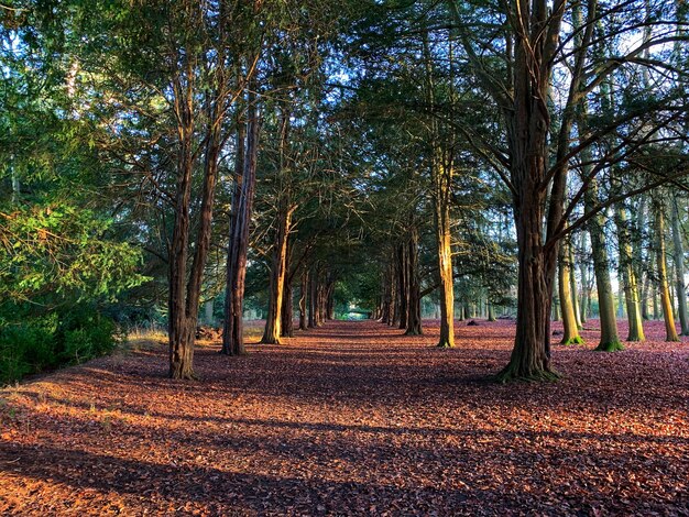 Footpath amidst trees during autumn