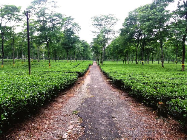 Footpath amidst trees on field