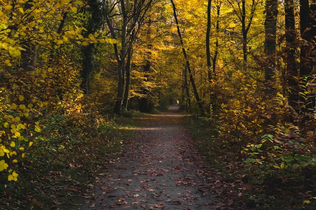 Footpath amidst trees in forest during autumn