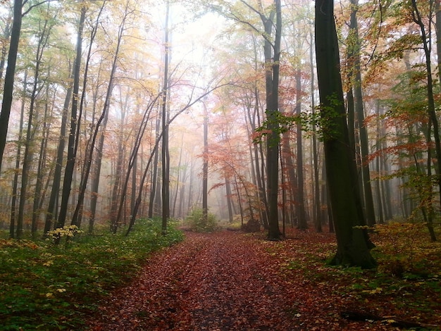 Photo footpath amidst trees in forest during autumn