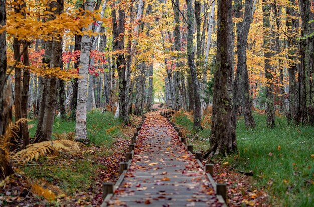 Foto sentiero tra gli alberi della foresta durante l'autunno