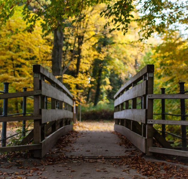 Photo footpath amidst trees in forest during autumn