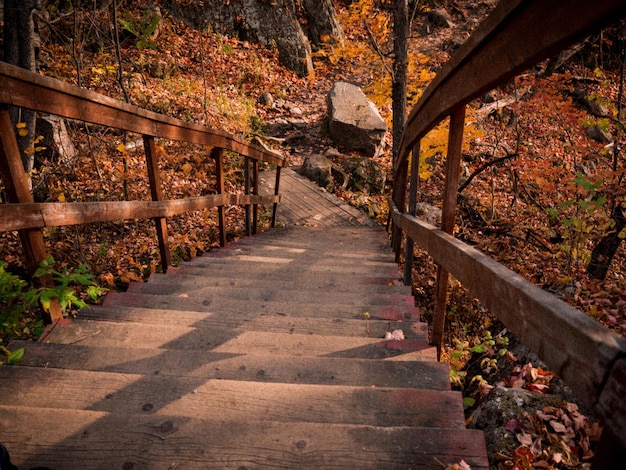 Photo footpath amidst trees in forest during autumn