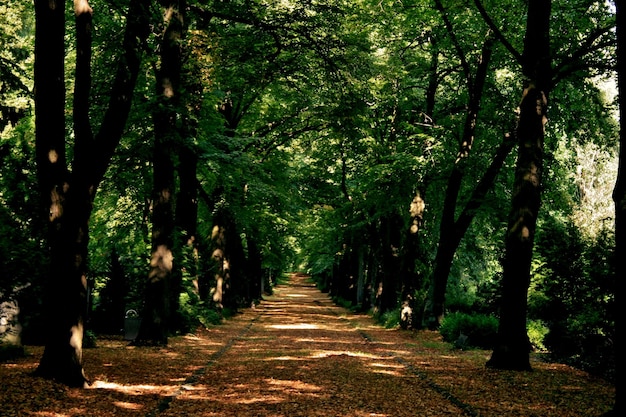 フリードホフスウェグの森の中の木々の中の歩道