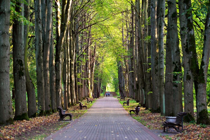 Photo footpath amidst trees in forest