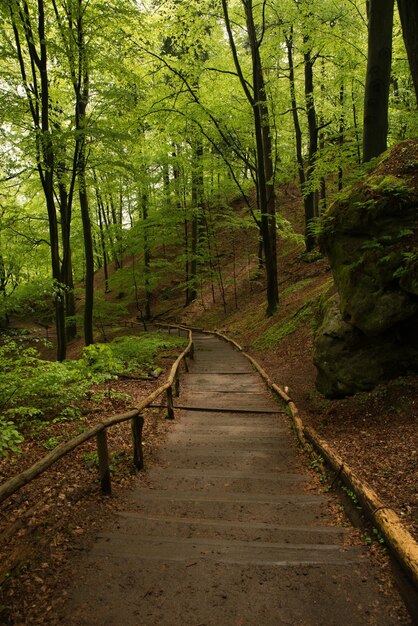 Foto un sentiero tra gli alberi della foresta