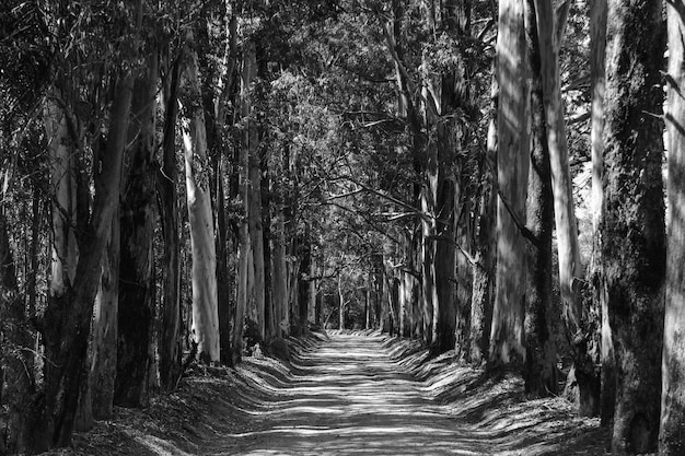 footpath amidst trees in forest