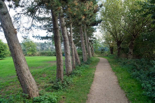 Foto un sentiero tra gli alberi della foresta