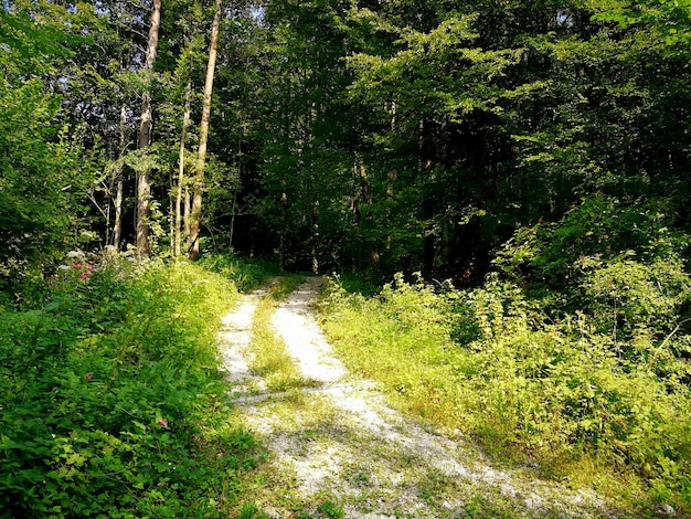 Photo footpath amidst trees in forest