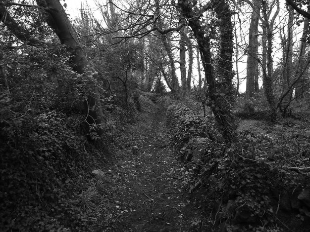 Photo footpath amidst trees in forest