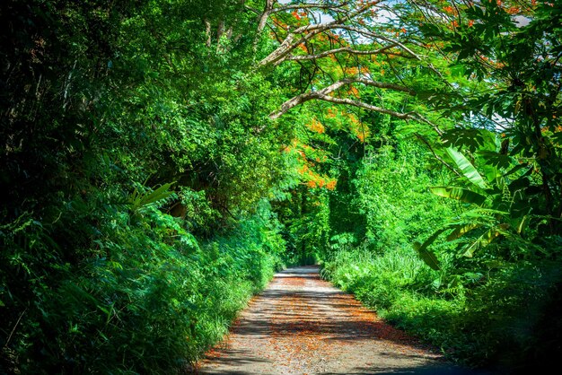 Photo footpath amidst trees in forest