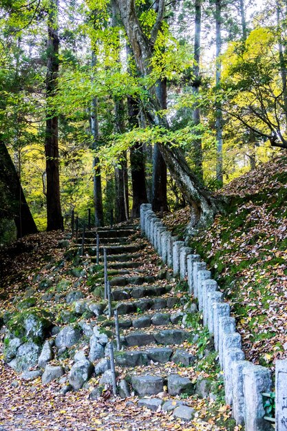 Photo footpath amidst trees in forest