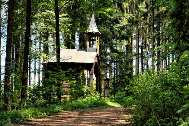 Photo footpath amidst trees in forest