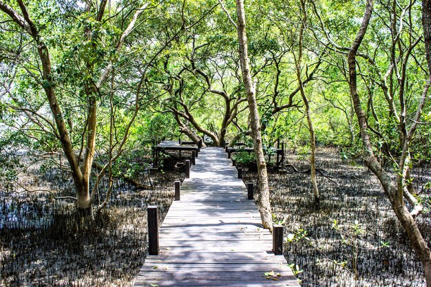 Photo footpath amidst trees in forest